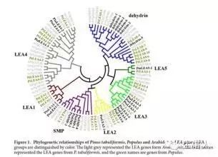 基因家族分析套路（一）