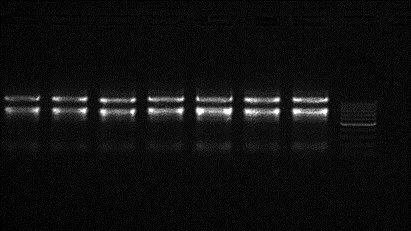 RNA-seq建库时关于RNA提取和质量检测