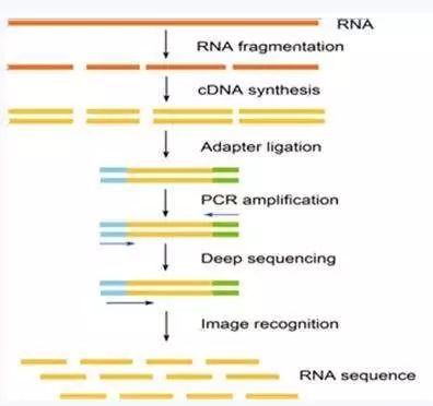 关于去RNA-Seq数据去接头(Adapter)这事我需要讲一讲