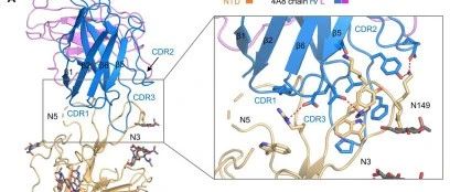 Science|详解新冠病毒的抗体及新靶标的发现