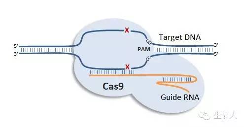 CRISPR/Cas--基因组编辑技术的黑马