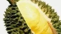 Nature Genetic|榴莲基因组在线发表