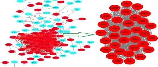 PPI挖掘核心基因，纯生信第一篇