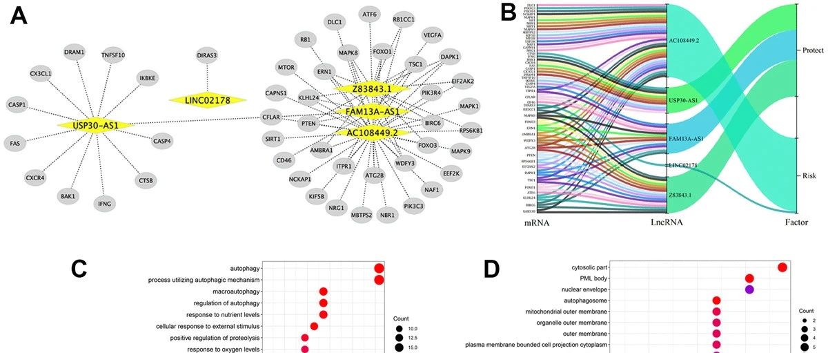 3+经典自噬相关的lncRNA，升级来袭