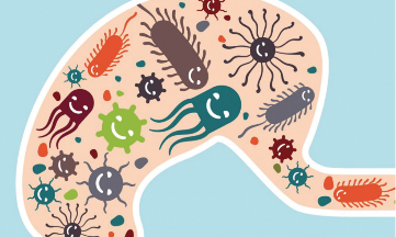 《Circulation》：肠道微生物群的缺失，可改变免疫系统的组成，并削弱心肌梗死后的修复