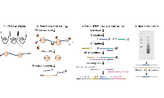 单细胞核糖体技术(scRibo-seq)为蛋白组学研究带来新变革