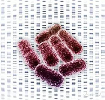 关于真菌基因组分析