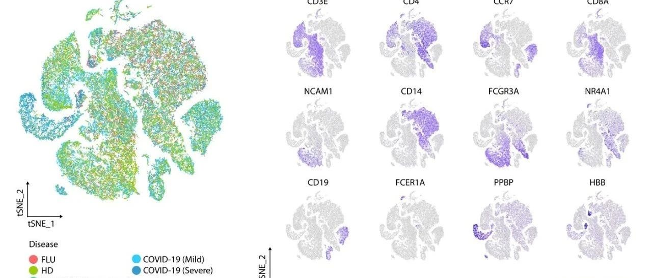 I型干扰素在重症新冠肺炎中扮演重要角色| Science