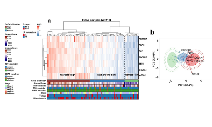 SXR20220101027B +蹭热度！常规RNA-seq+scRNA-seq+实验验证的TNBC CAF研究