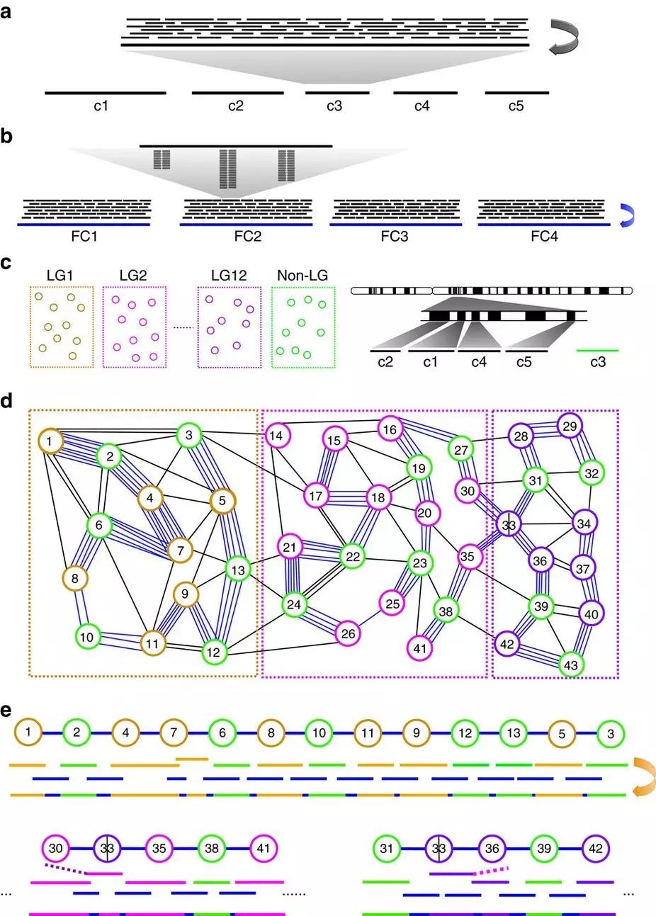 收藏｜水稻准完成图