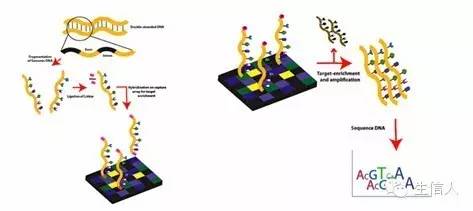 基因外显子组测序技术手册